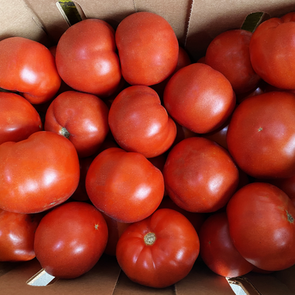 Tomato F1 Sachriya Vegetable Seeds