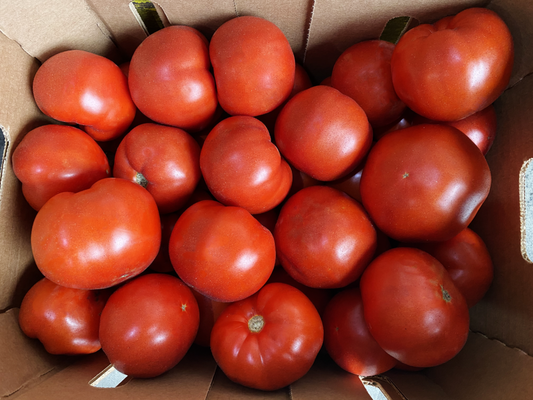 Tomato F1 TS-15 Vegetable Seeds