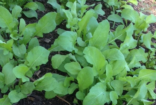 Arugula Rocket Misticanza Microgreens Seeds – Mixed Combo for Sprouting