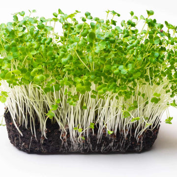 Turnip Yellow Microgreens Seeds