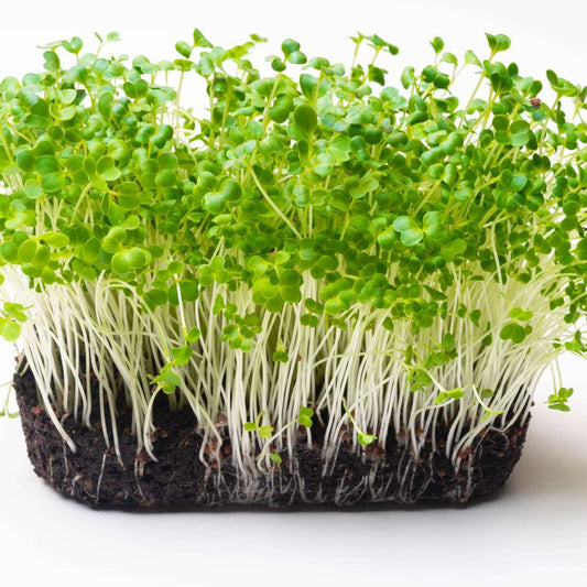 Turnip Yellow Microgreens Seeds