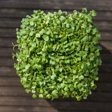 Turnip White Microgreens Seeds
