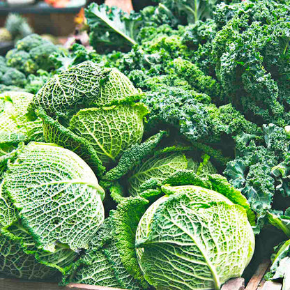 Fresh Savoy Green Cabbage - Nutritious & Tender for Your Kitchen Exotic Vegetable Seeds