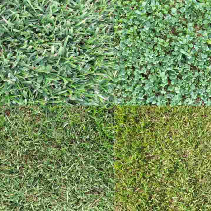 Premium Lawn Grass & Tuff Grass for a Beautiful, Durable Landscape Exotic Vegetable Seeds