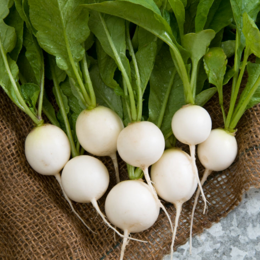 Round Half White Radish - Fresh and Crisp, Perfect for Your Dishes