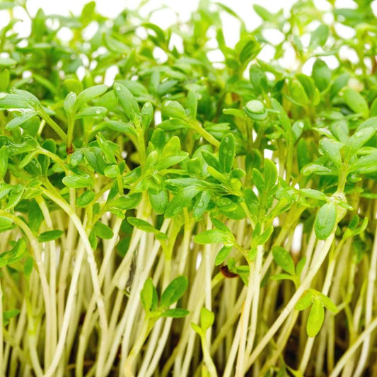 Cress Common Leaf Microgreens Seeds