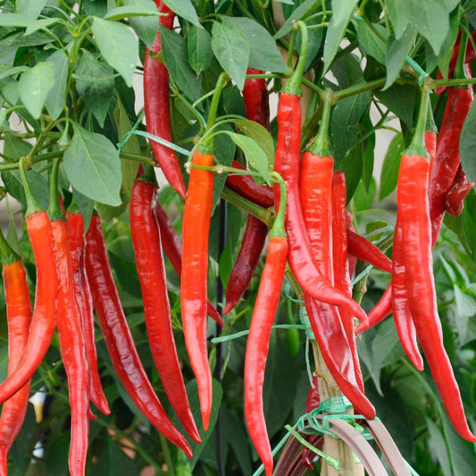 Chilli Hot Pepper OS-402 F1 Vegetable Seeds