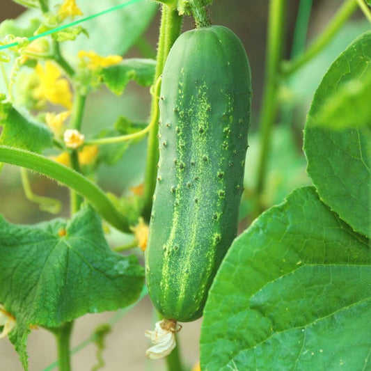 Cucumber F1 Hybrid Sultan Vegetable Seeds