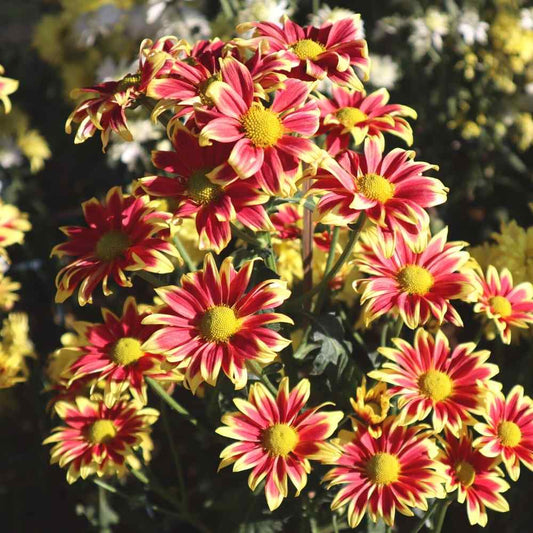 Gazanias Simishine Mixed Winter Flower Seeds