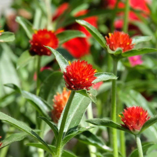 Gomphrena Haageana 'Strawberry' Summer Flower Seeds