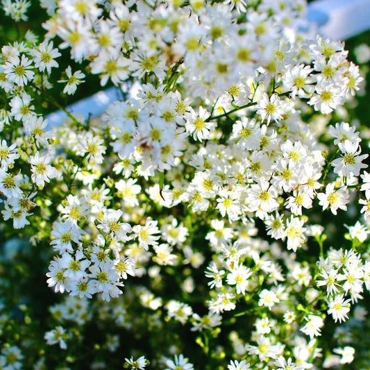 Zypsophila Winter Flower Seeds – Delicate Blooms for Your Garden