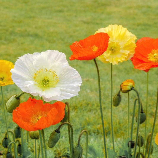 Iceland Poppy Nudicale Mixed Winter Flower Seeds