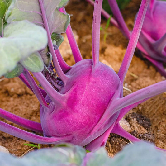 Kohlrabi F1 Hybrid Purple Vegetable Seeds