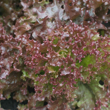 Lettuce Biscia-Salad Bowl Red – Fresh, Vibrant Salad Lettuce for Healthy Meals Exotic Vegetable Seeds