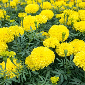 Marigold F2 Yellow Dwarf Winter Flower Seeds
