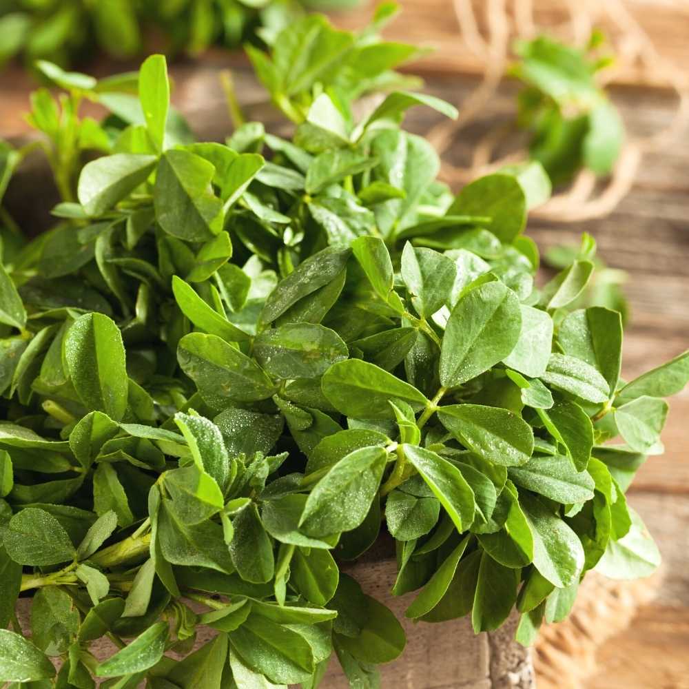 Fenugreek Methi Kasturi Vegetable Seeds