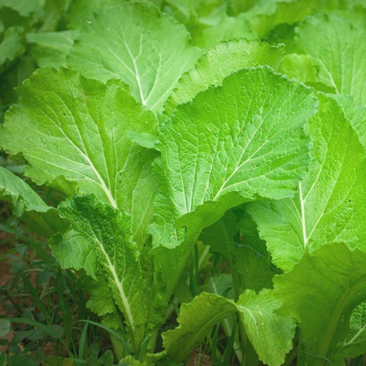 Saag GM Dhari Vegetable Seeds
