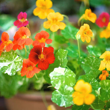 Nasturtium Variegated Winter Flower Seeds