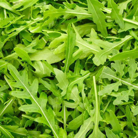 Fresh Cultivated Rocket (Arugula) Leaves – Organic & Flavorful Greens Exotic Vegetable Seeds