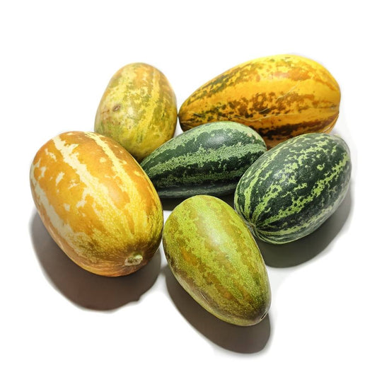 South Cucumber Snabher Selection Vegetable Seeds