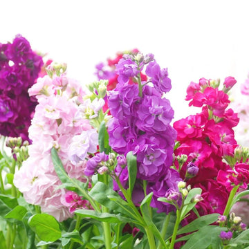 Mathiola Double Mixed Winter Flower Seeds