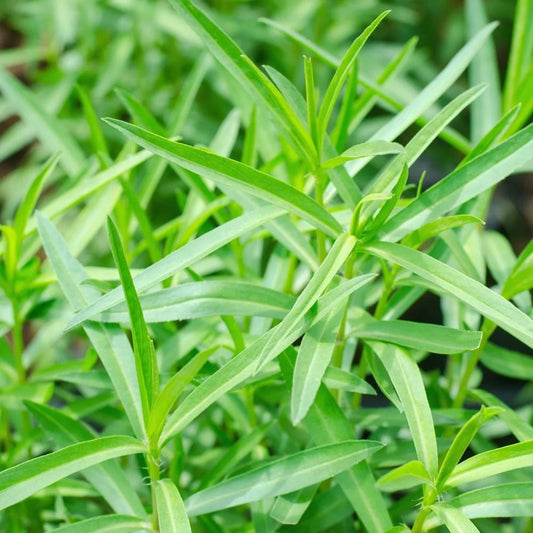 Tarragon Imported Herb Seeds
