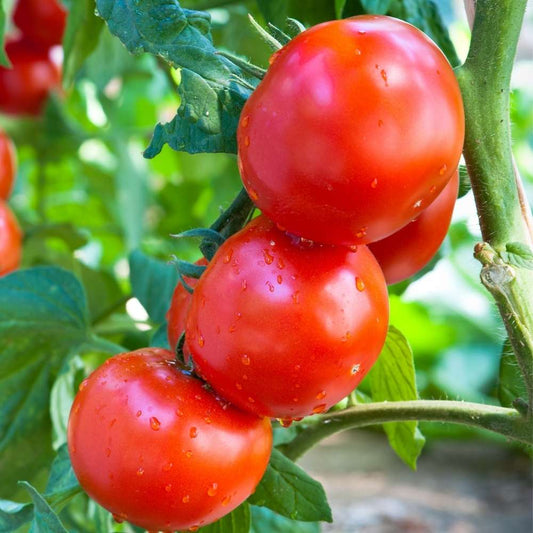 Tomato Sartaj IV Hybrid Vegetable Seeds