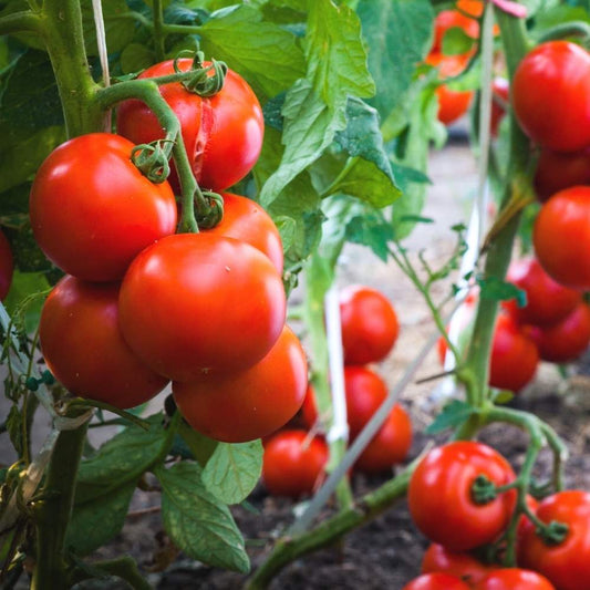 Tomato F1 Suhyana Vegetable Seeds