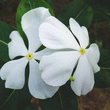 Vinca F1 Trailing White Summer Flower Seeds