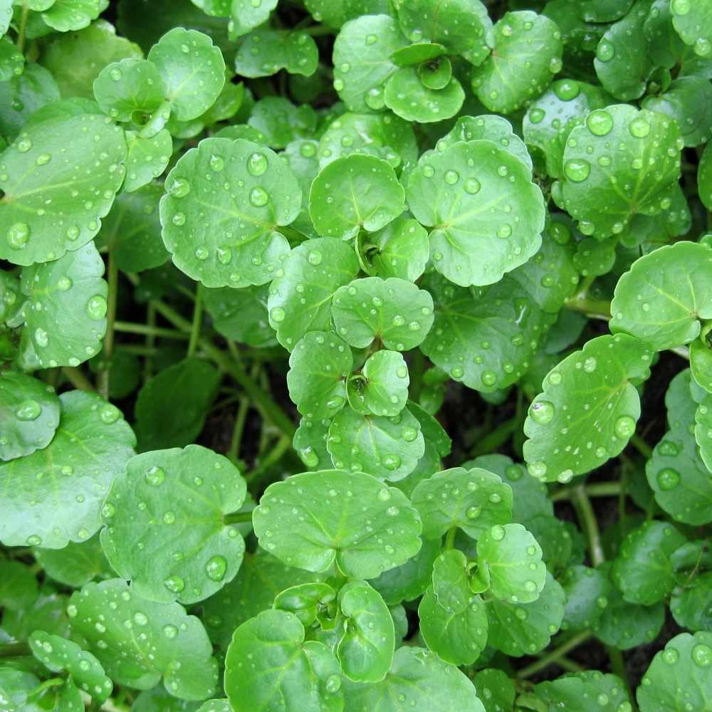 Watercress Imported Herb Seeds