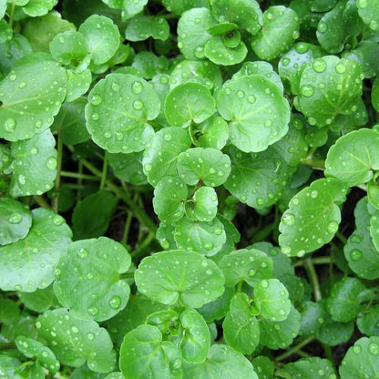 Watercress Imported Herb Seeds