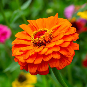 Zinnia F1 Elegans Orange Summer Flower Seeds