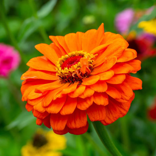 Zinnia F1 Elegans Orange Summer Flower Seeds