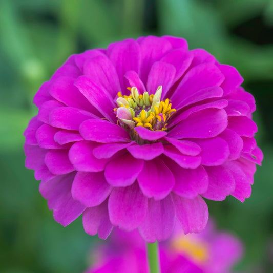 Zinnia F1 Tall Purple Summer Flower Seeds