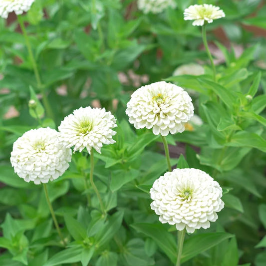 Zinnia F1 Elegans White Summer Flower Seeds