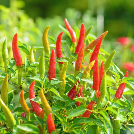 Chilli Surva Pariksha F1 Vegetable Seeds