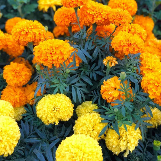Marigold Yellow Orange Mix Edible Flower Seeds