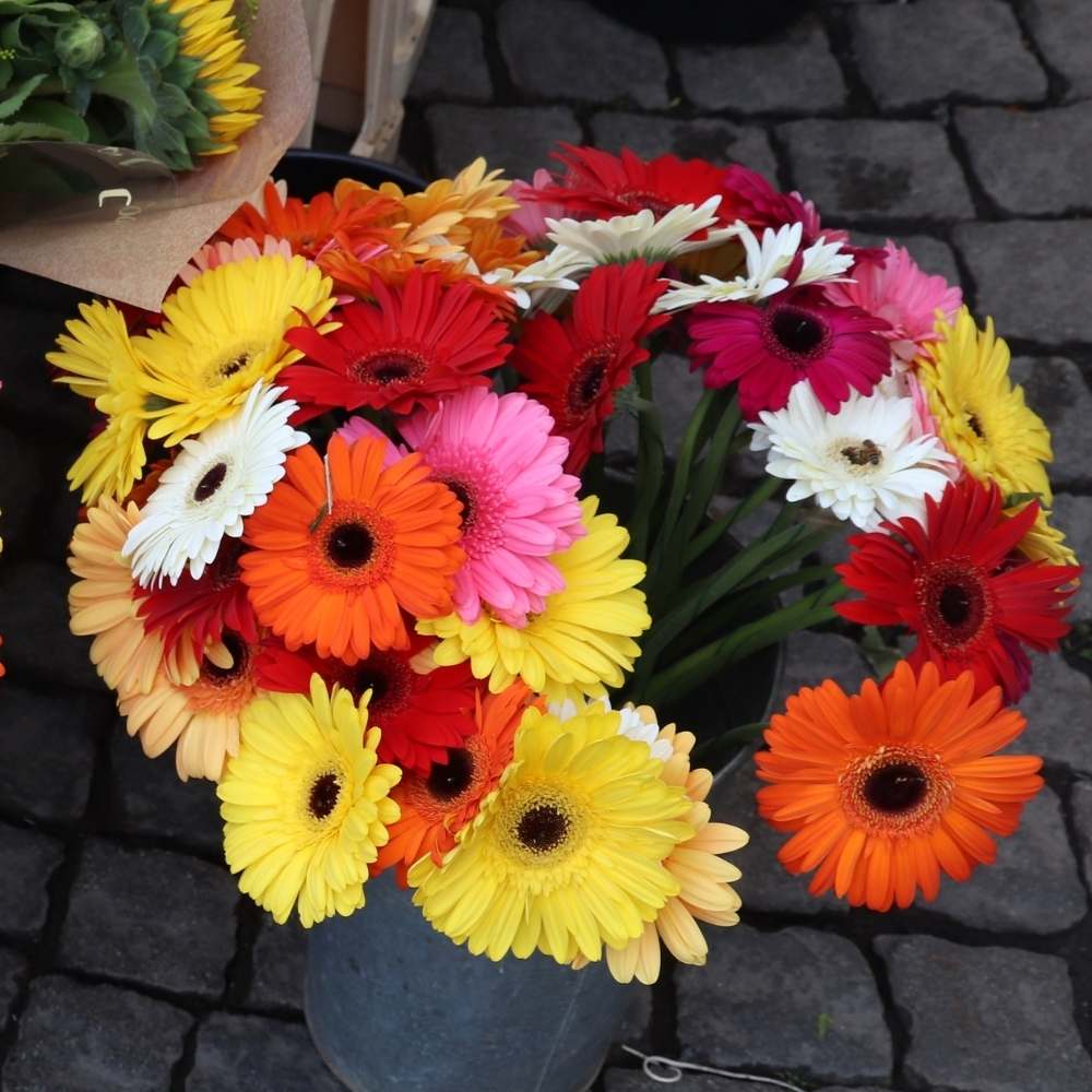 Gerbera Mini Mixed Color Flower Seeds