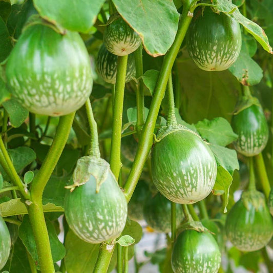 Brinjal - Eggplant F1 Green Round Vegetable Seeds