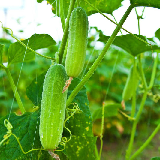 Cucumber F1 Hybrid Sultan Vegetable Seeds