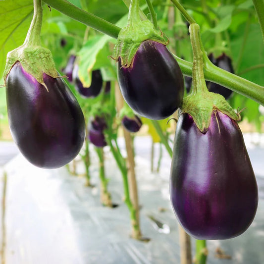 Brinjal-Eggplant F1 Sona Babu Chu Chu Type Premium Vegetable Seeds