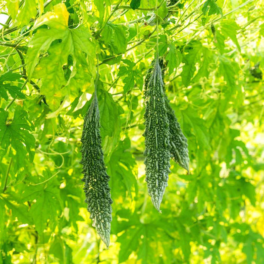 Bitter gourd F1 Jihari Vegetable Seeds