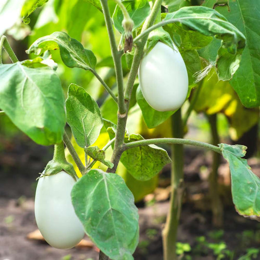 Brinjal-Eggplant F1 White Oblong Type Vegetable Seeds