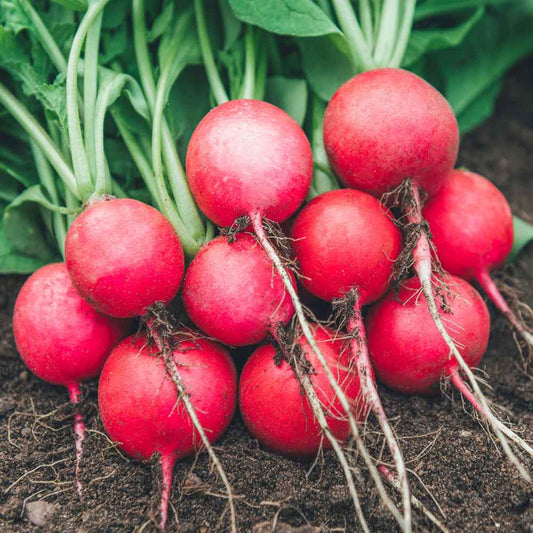 Red Round Turnip Microgreens Seeds