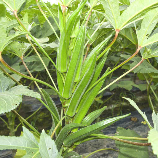 Okra F1 Hybrid Vasant 4 Vegetable Seeds