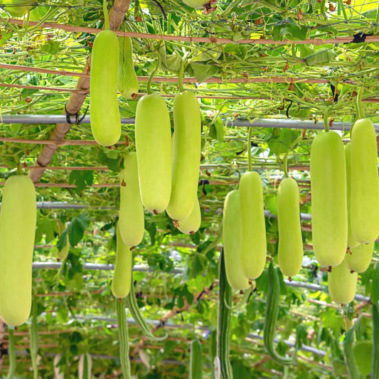 Bottlegourd F1 Sumant Vegetable Seeds