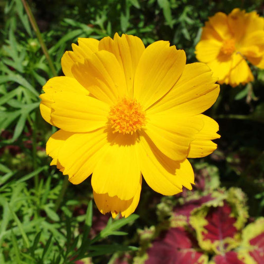 Cosmos Bright Light Yellow Seeds