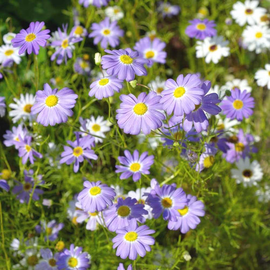 Brachycome Mixed Winter Flower Seeds
