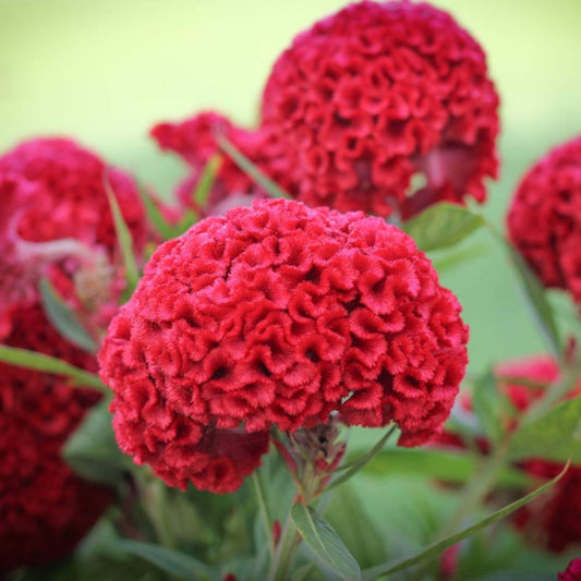 Celosia Red Summer Flower Seeds