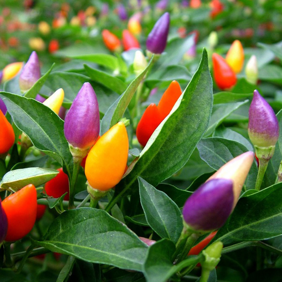 Ornamental Chili - Imported Decorative Pepper Plant Exotic Vegetable Seeds